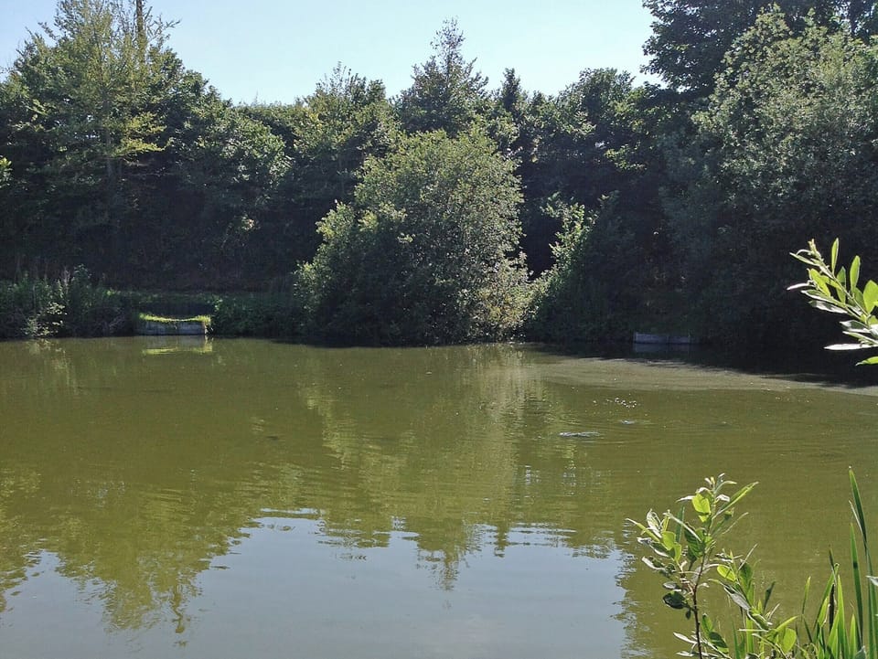 Surrounding area | Beeches Shepherd Hut, Harleston