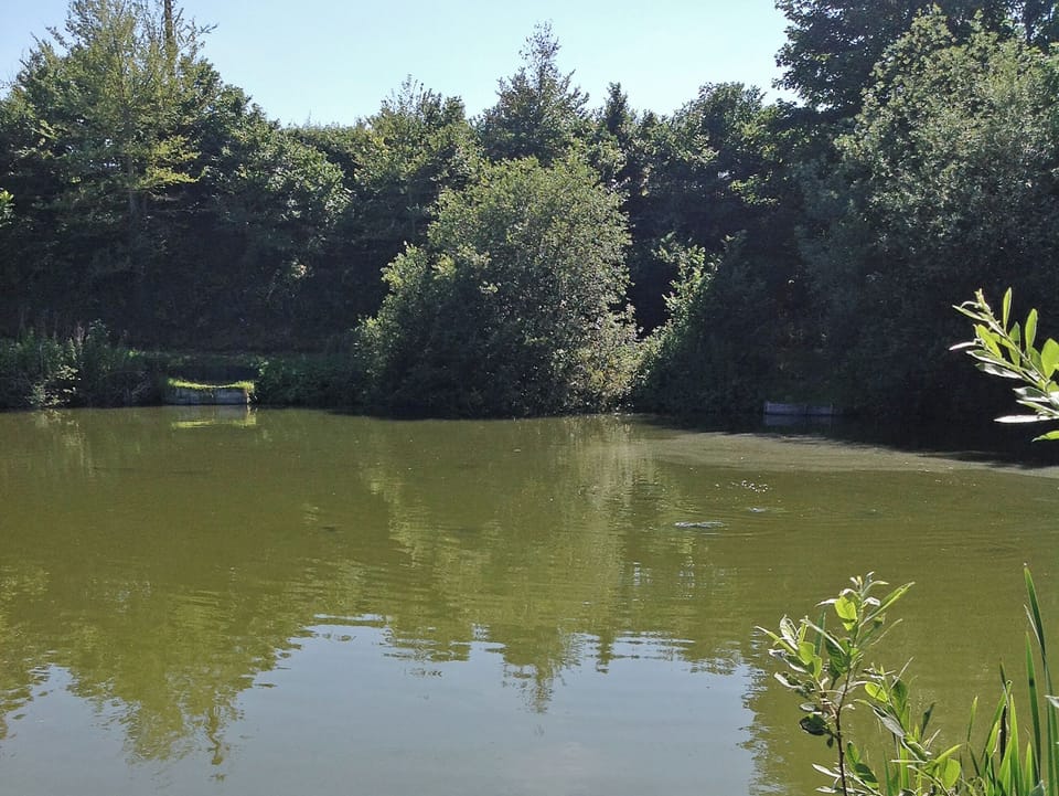 Surrounding area | Beeches Shepherd Hut, Harleston
