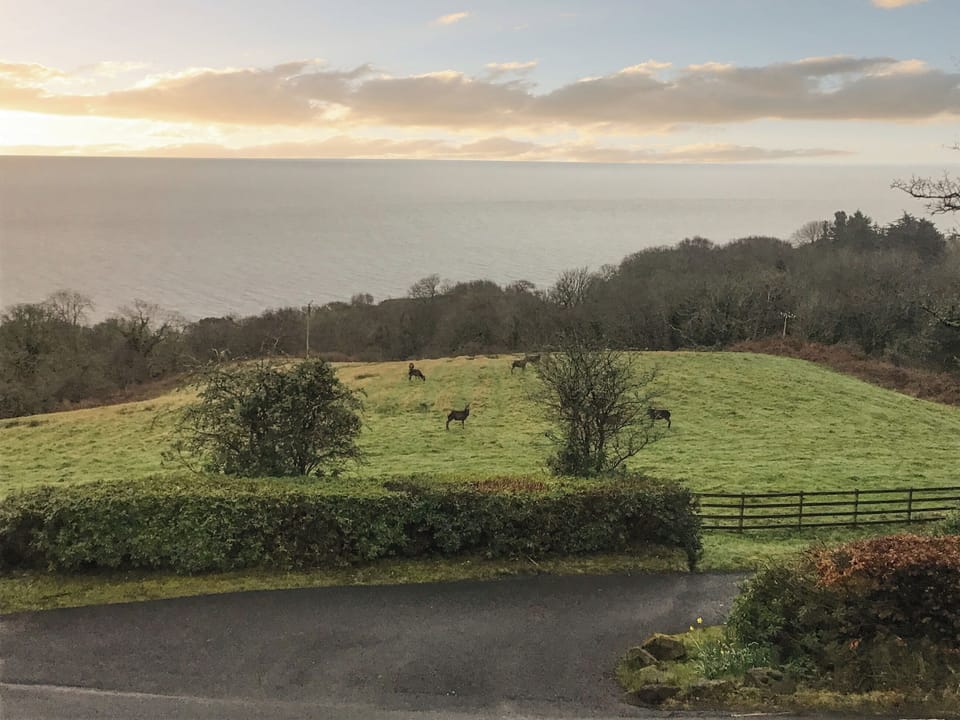 Early morning visitors seen from the balcony | Woodlea Cottage 1, Dippen, near Whiting Bay, Isle of Arran