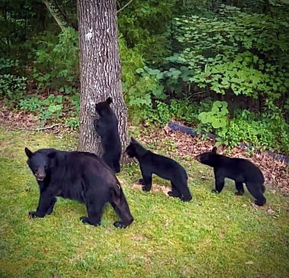 You only need to bring your bear necessities.