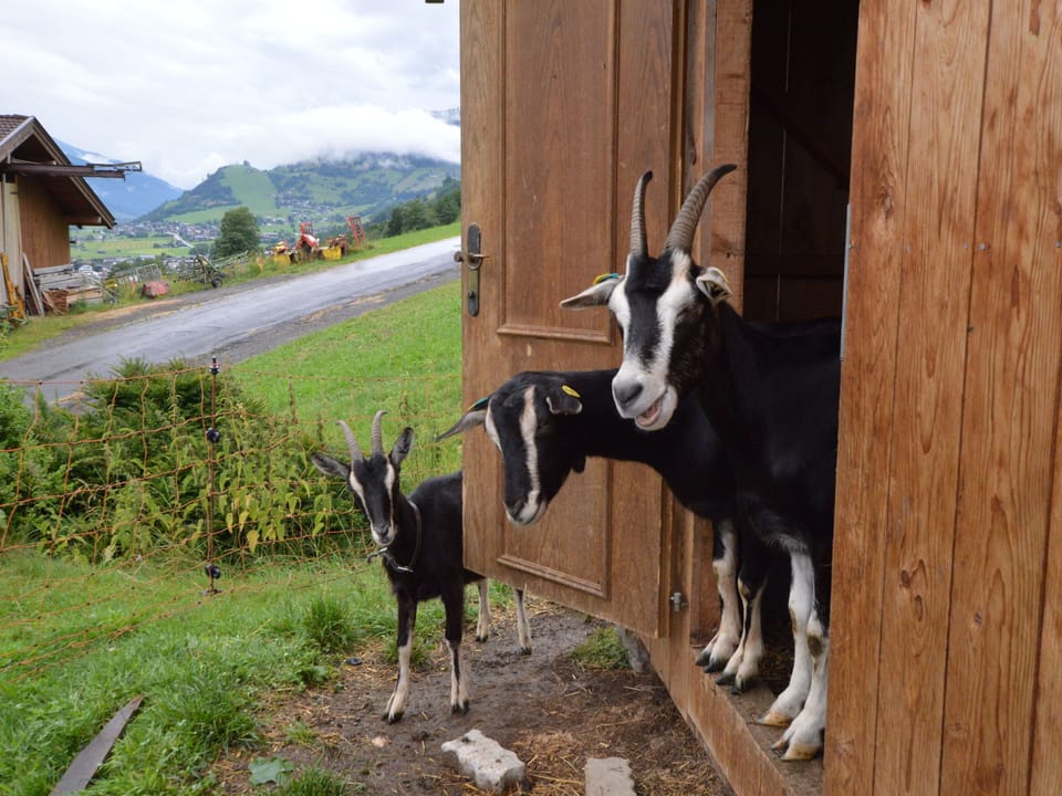 View from Holiday Home [summer]