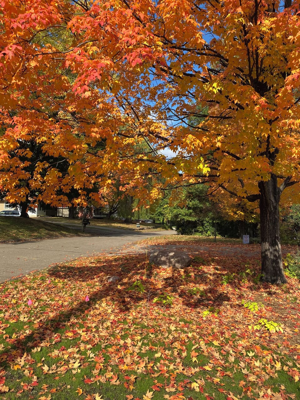 Minnesota brilliant FALL colors. 