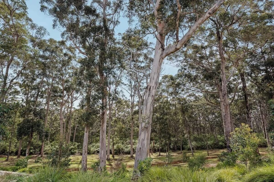 Towering Jarrah trees and tranquil forest landscapes provide a beautiful backdrop for morning walks, afternoon adventures and a deeper connection to Margaret River's natural environment.