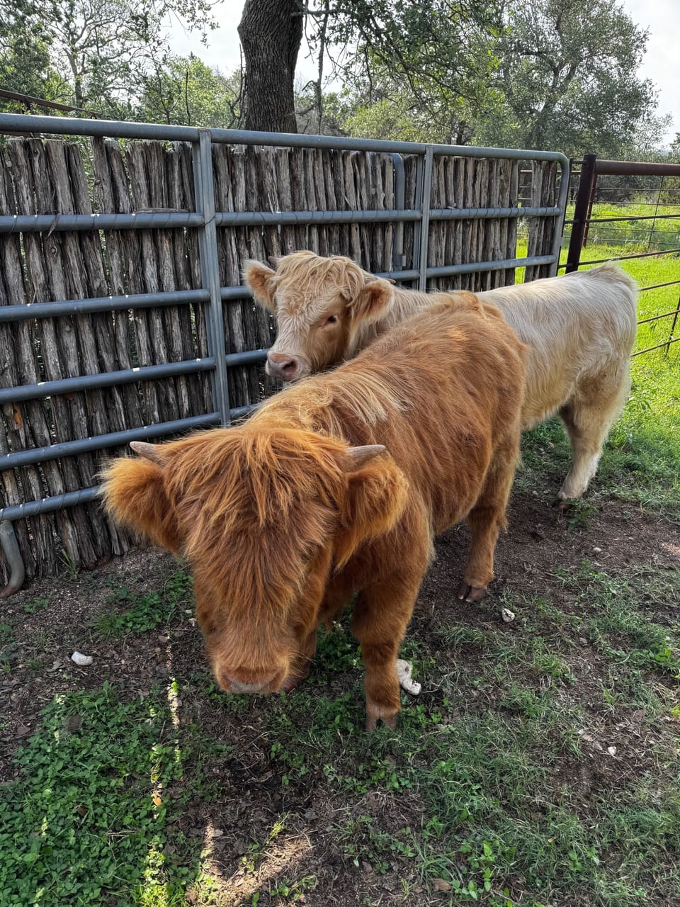 They live on property and you’ll get to meet them when you stay with us!