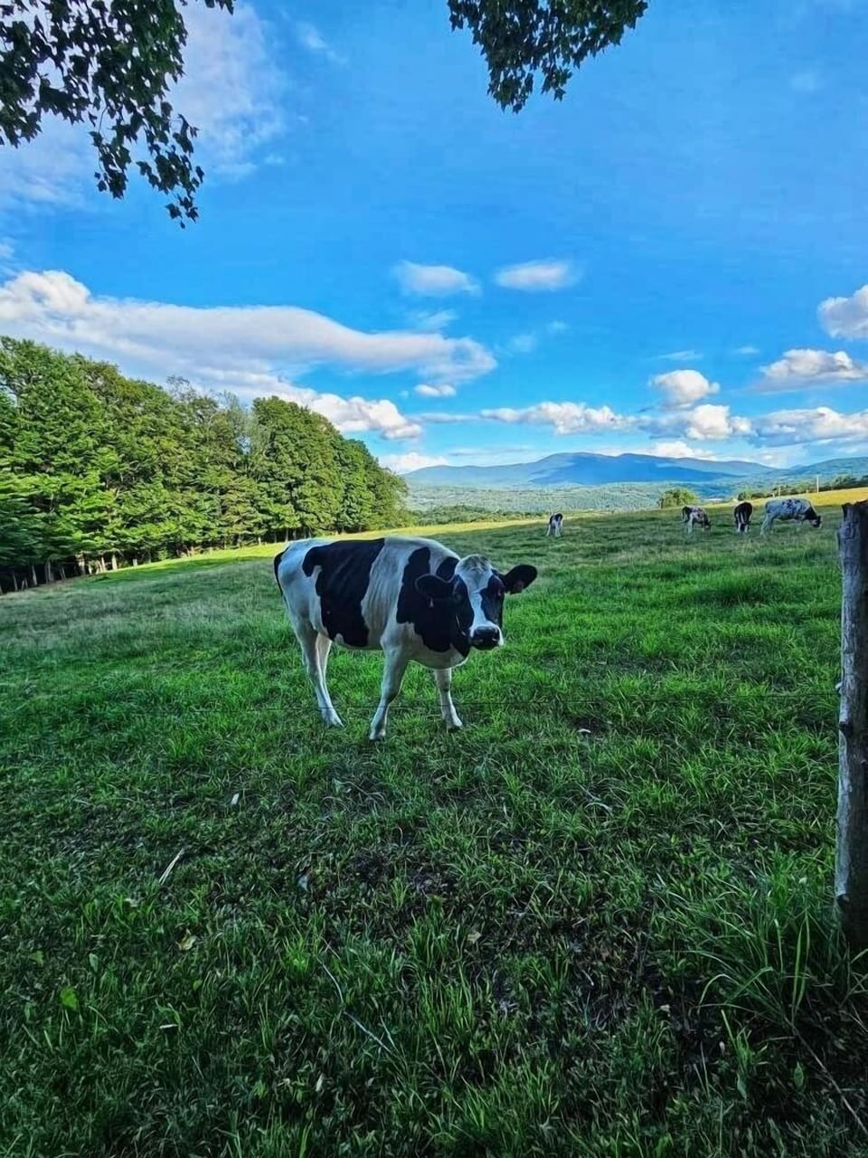 Rustic Farmstay, Bucolic retreat w/Endless Views (2194)