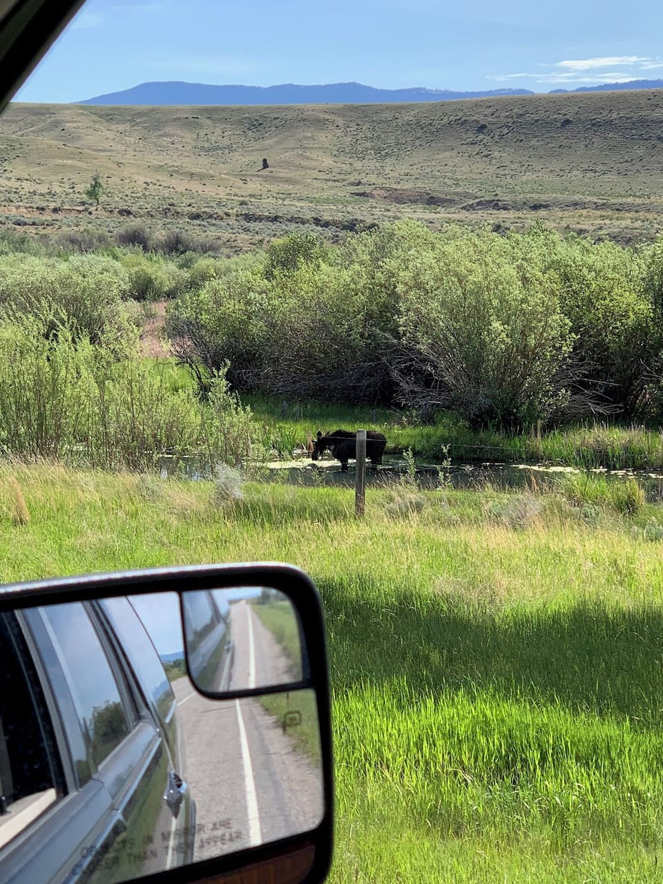 Moose in the stream on our property.