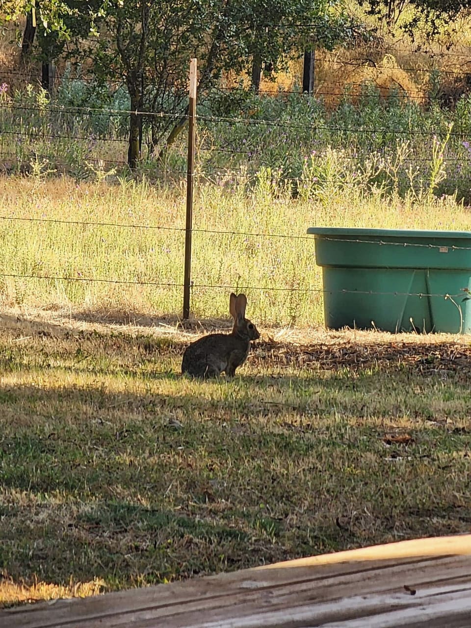 A lot of friendly wildlife in the area.