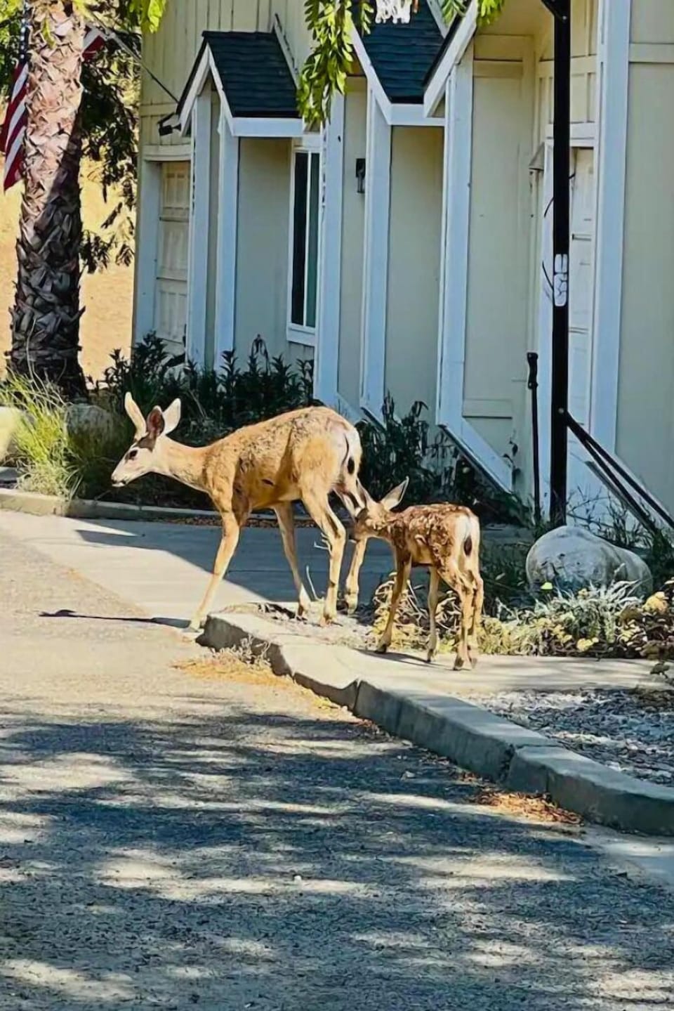 Frequent visitors near our home.