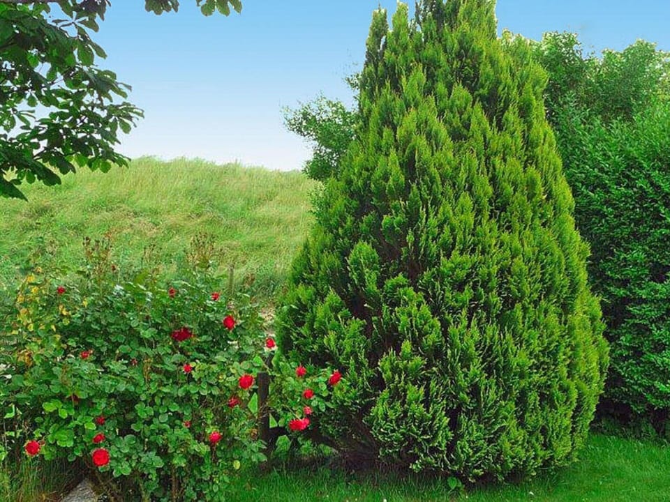 House | Garden