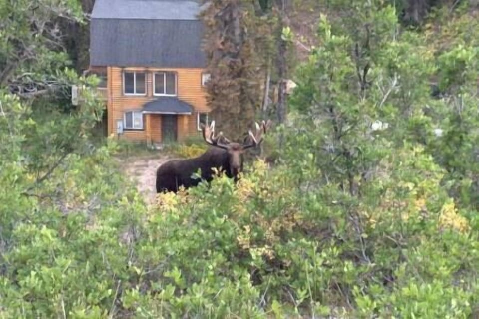 Moose seen near the house.