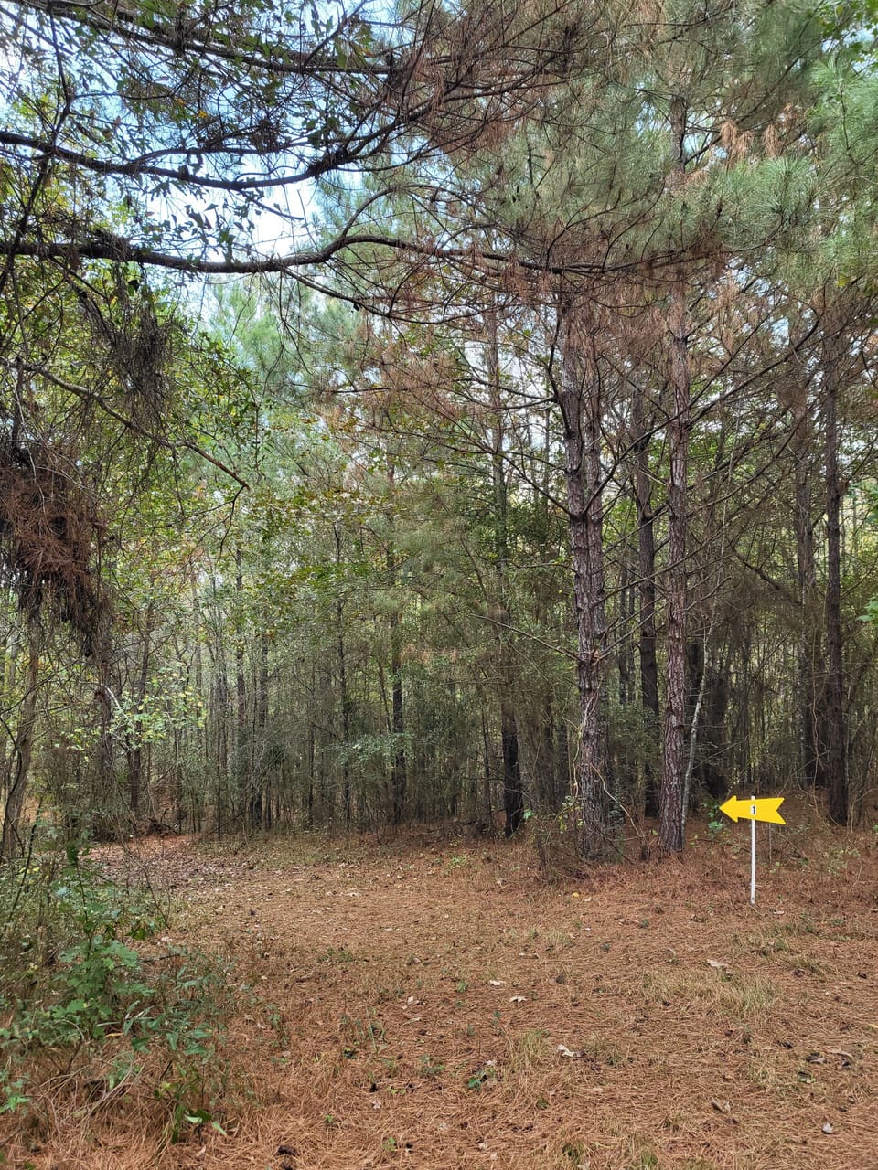 Beginning of Trail #1