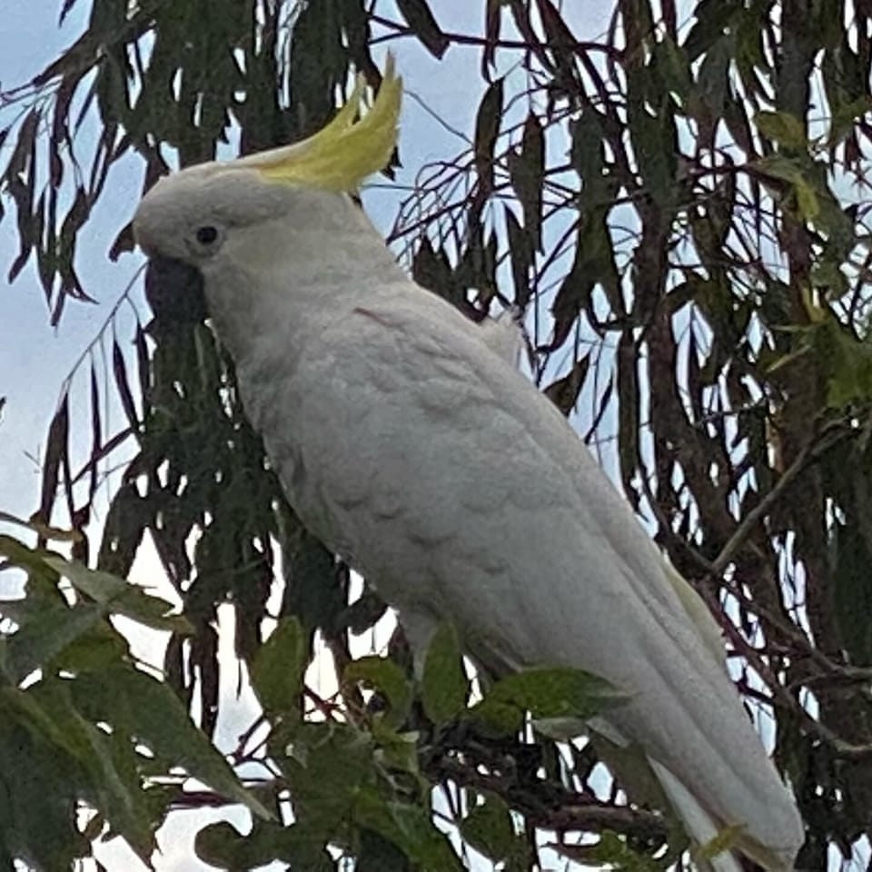 The local wildlife.