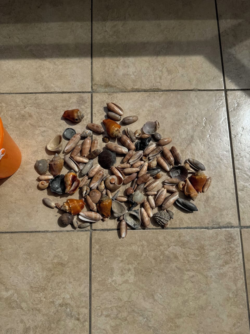 Great Shelling Day!