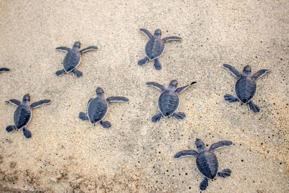 Sea turtle nesting season is March to October. Threatened & endangered sea turtles emerge at night to dig nests & lay eggs. 2 months later, hatchlings crawl back to the ocean. Maybe you`ll see them! Please respect them & observe only from a distance