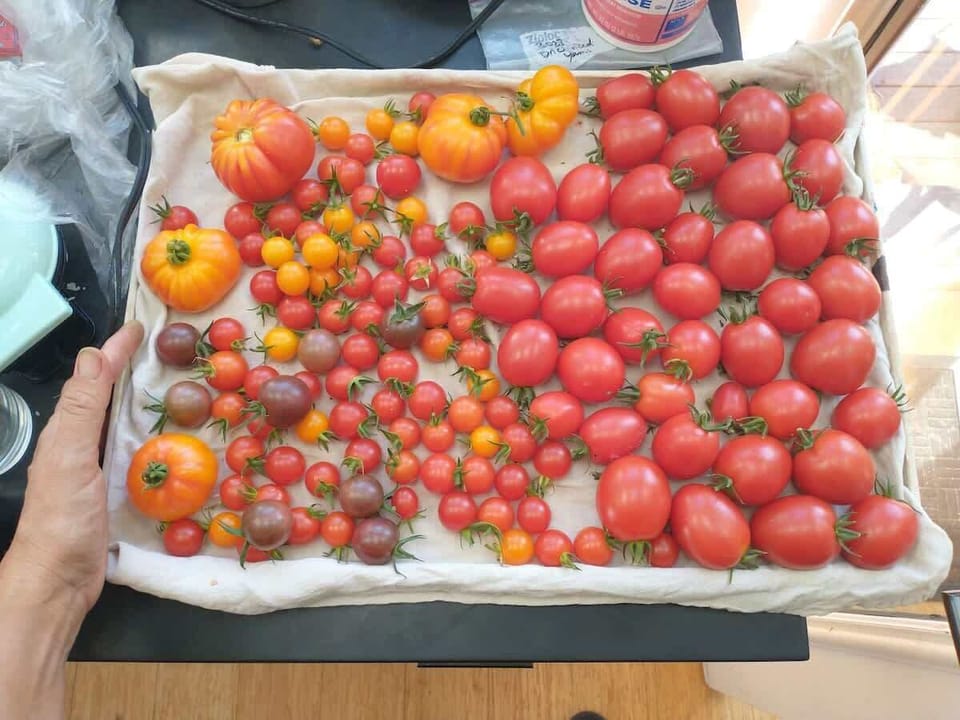 Cherry tomatoes usually start ripening in mid July and are going bonkers (like we're giving them to neighbors) by mid August.