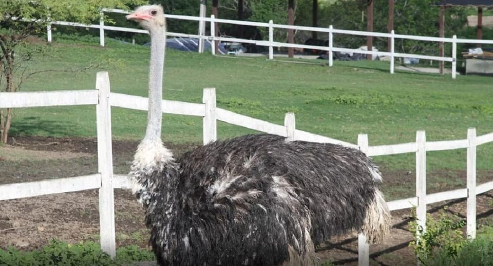 Animals