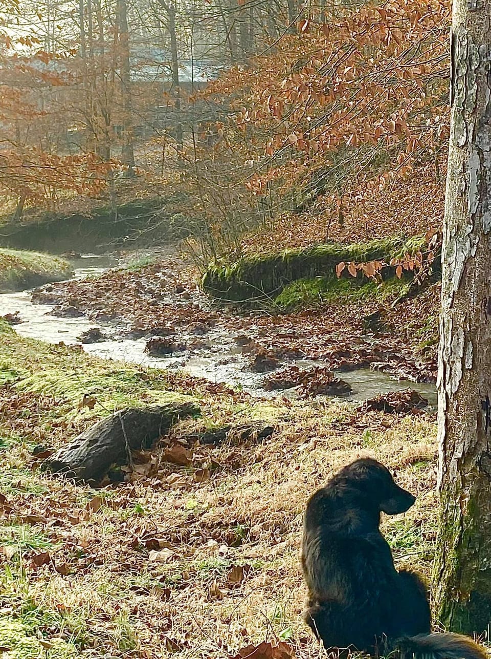 A creek winds through the property