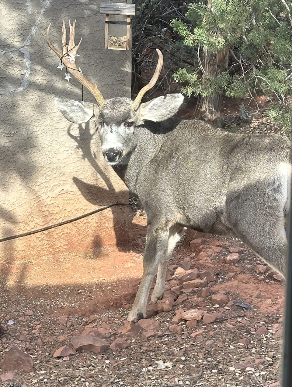 Mule deer raiding the bird feeder.