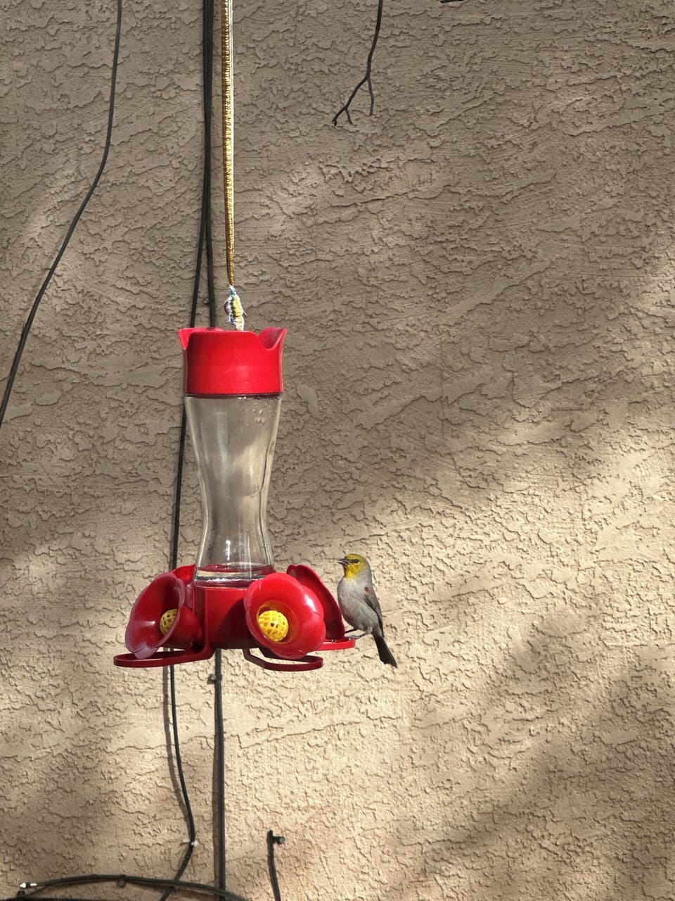 This little verdin like to enjoy the hummingbird juice.