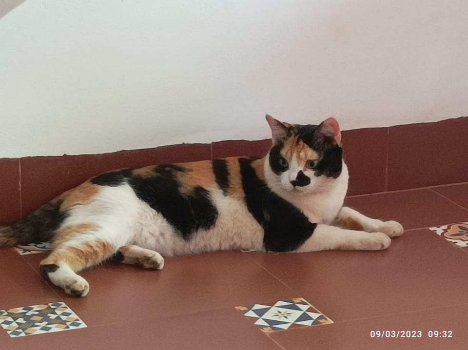 Coco the Cat