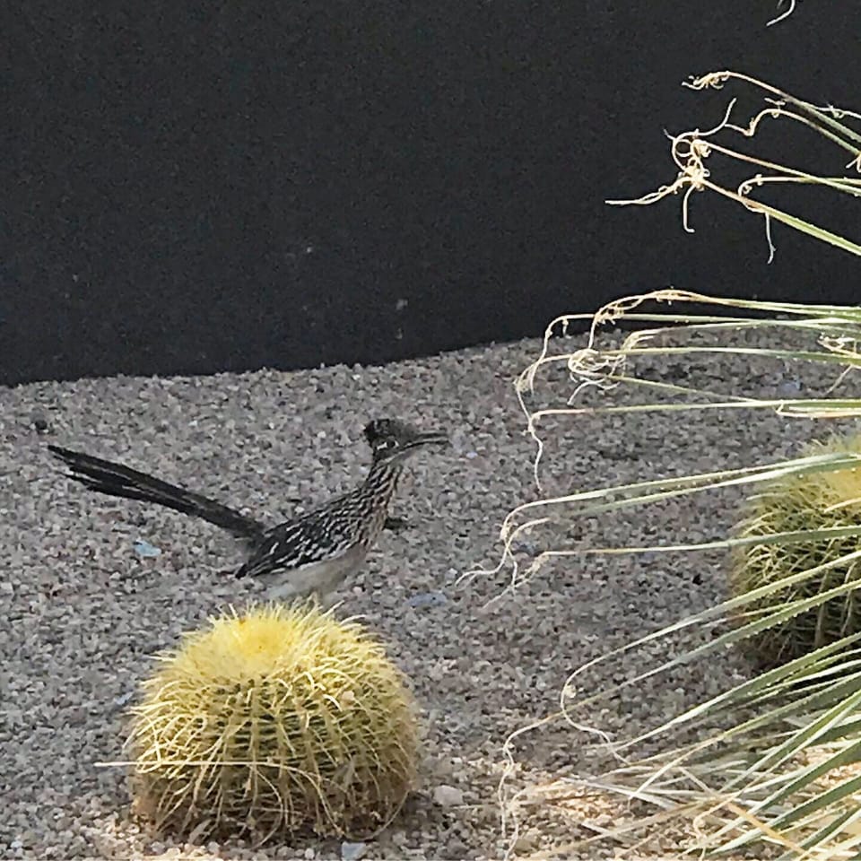 Roadrunners often visit looking for lizards.