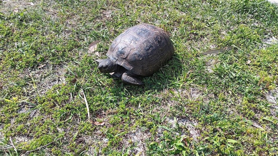 ~Turtles roaming around the property~