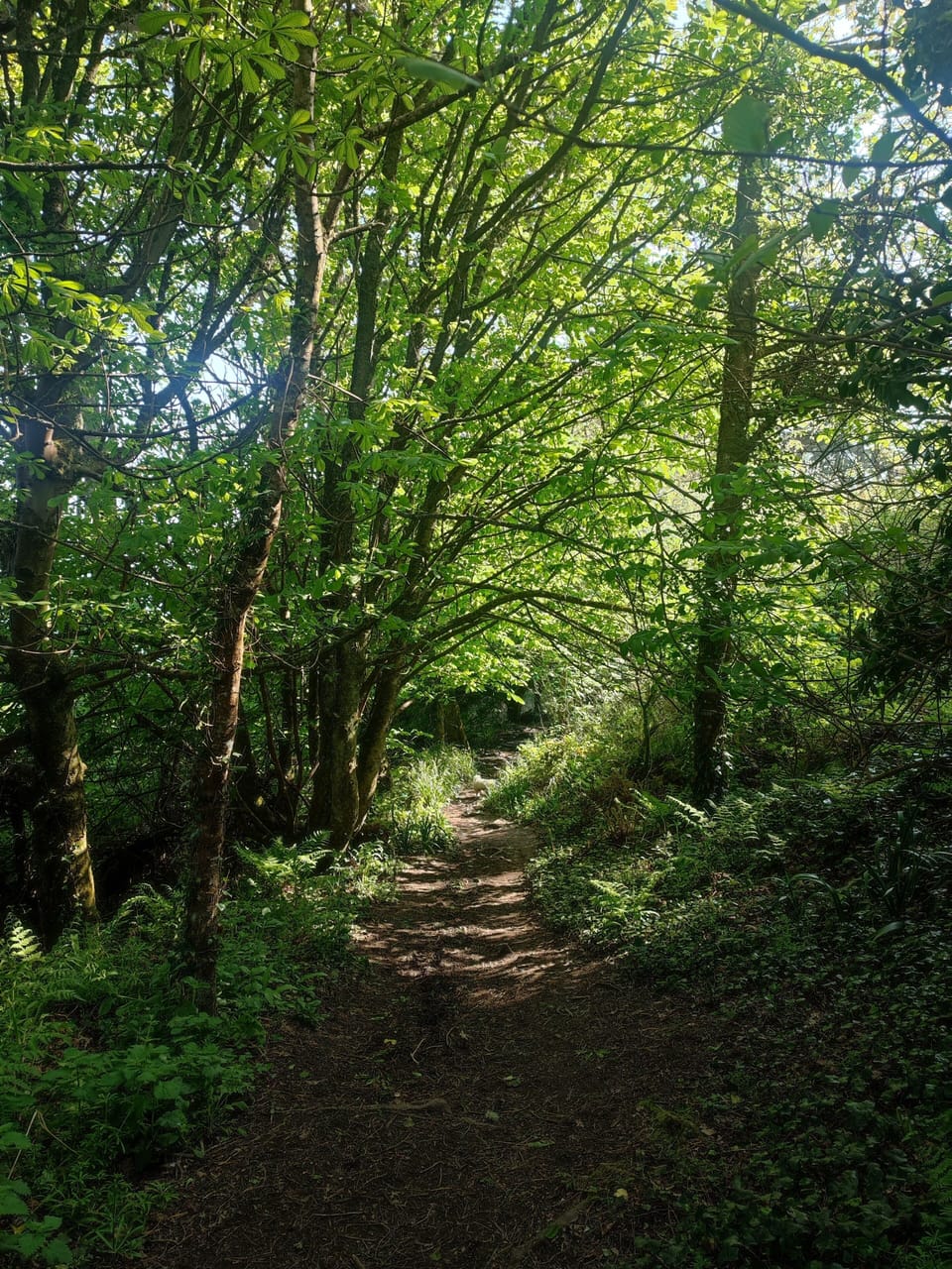 There are oodles of walks nearby ie. St Michael's Way,Trevaylor Woods &Mousehole