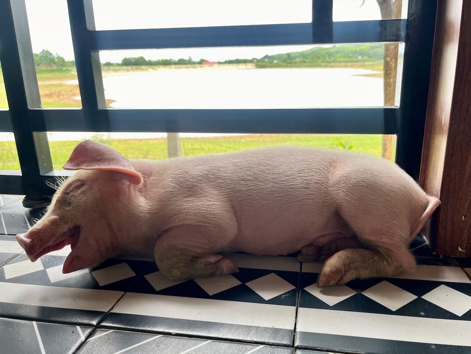 Pet-friendly