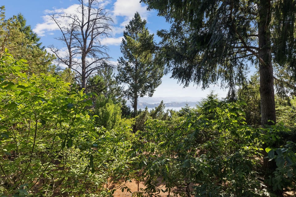 Tree, Tree Trunk, Vegetation, Fir, Land