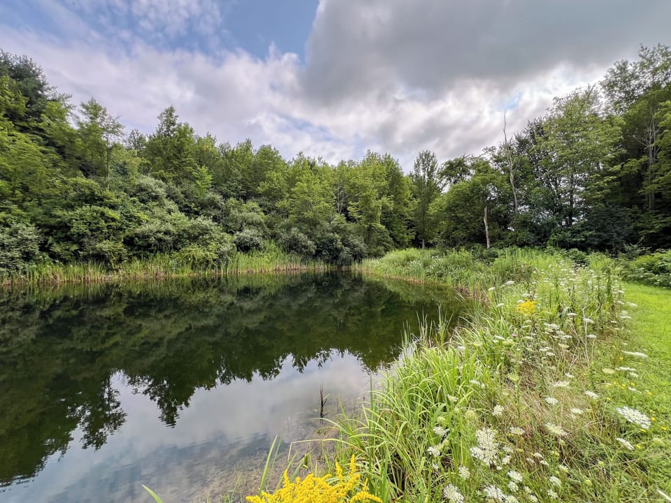 Peaceful setting for catch-and-release fishing. 