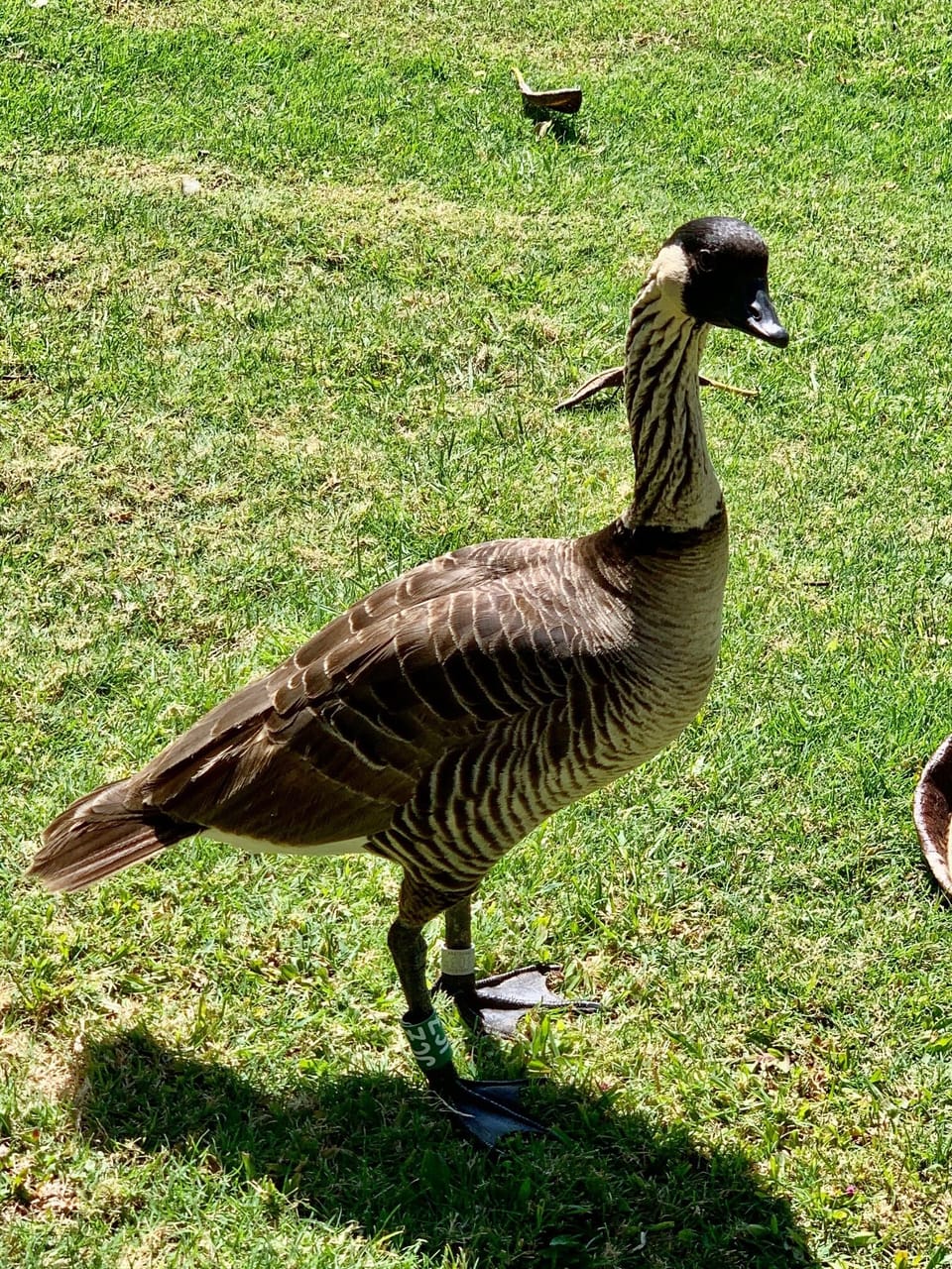 The Nene, is the state bird of Hawaii. They sometimes visit the condo.