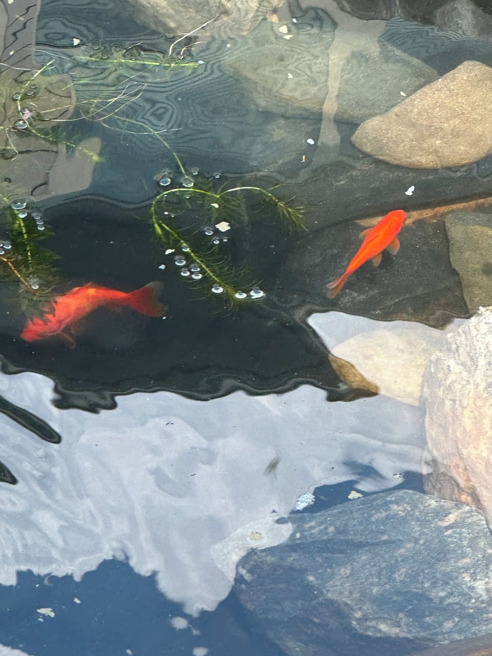 Friendly Fish in backyard pond