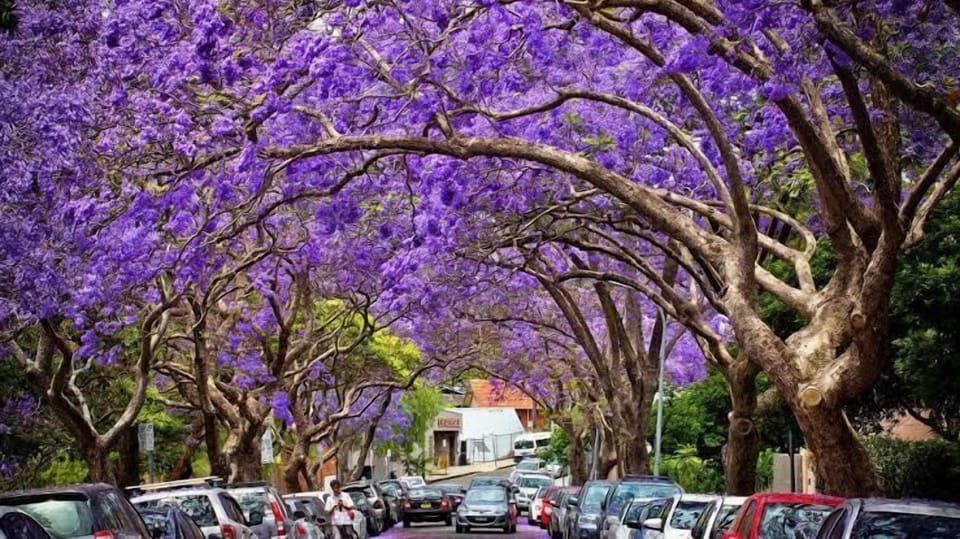 Jacaranda Streets