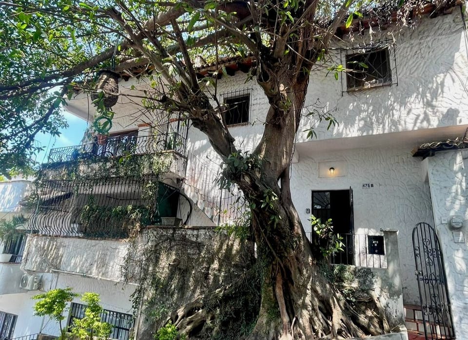 What a tree! You enter to the left from street level