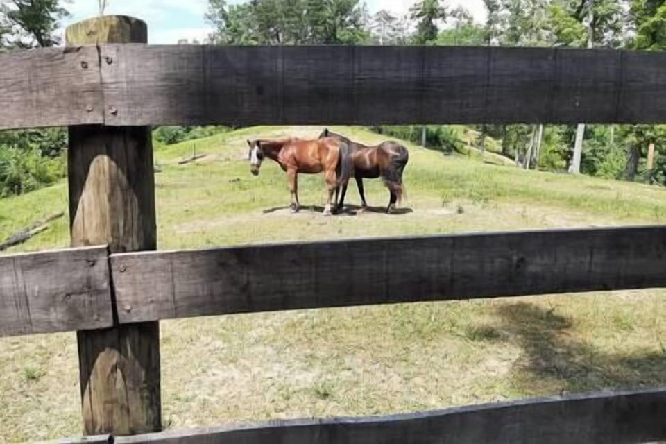 Our American Mustangs! Adopted, tamed and trained from the Wild West!
