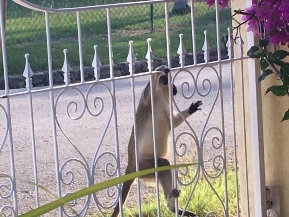 monkey frequent the area
