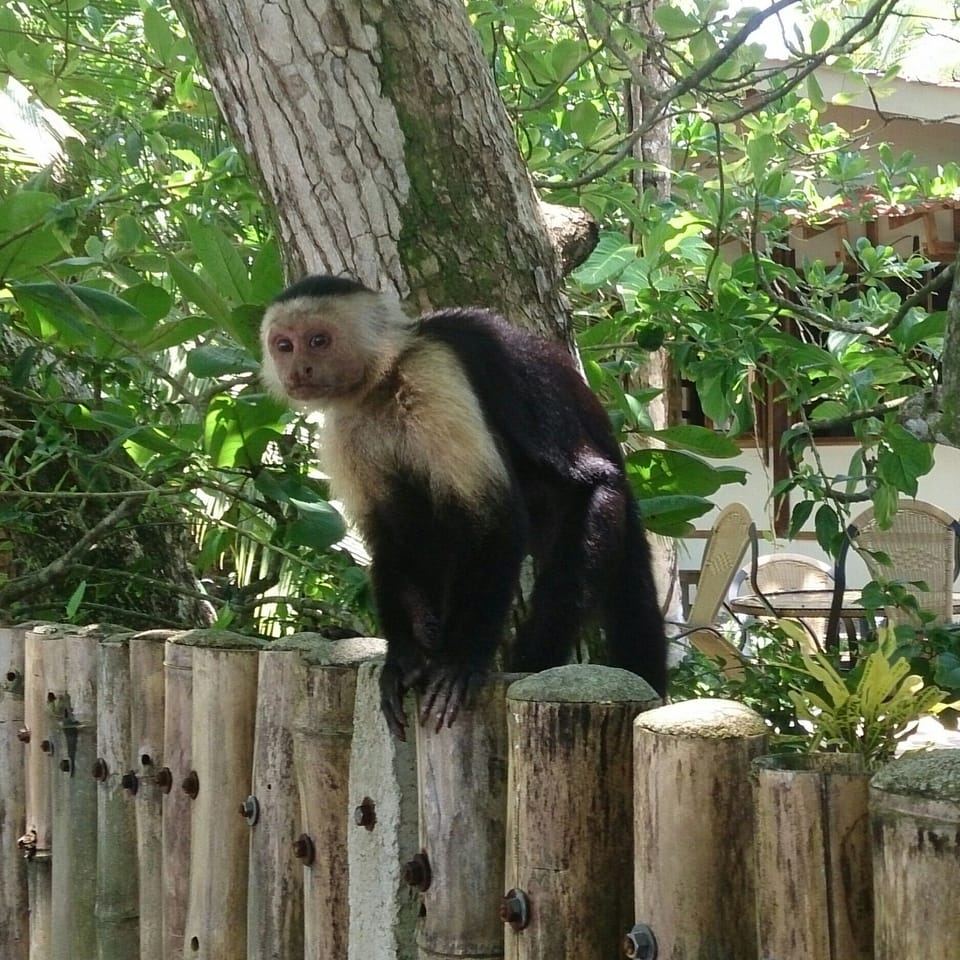 White face monkey at Cahuita National Park
