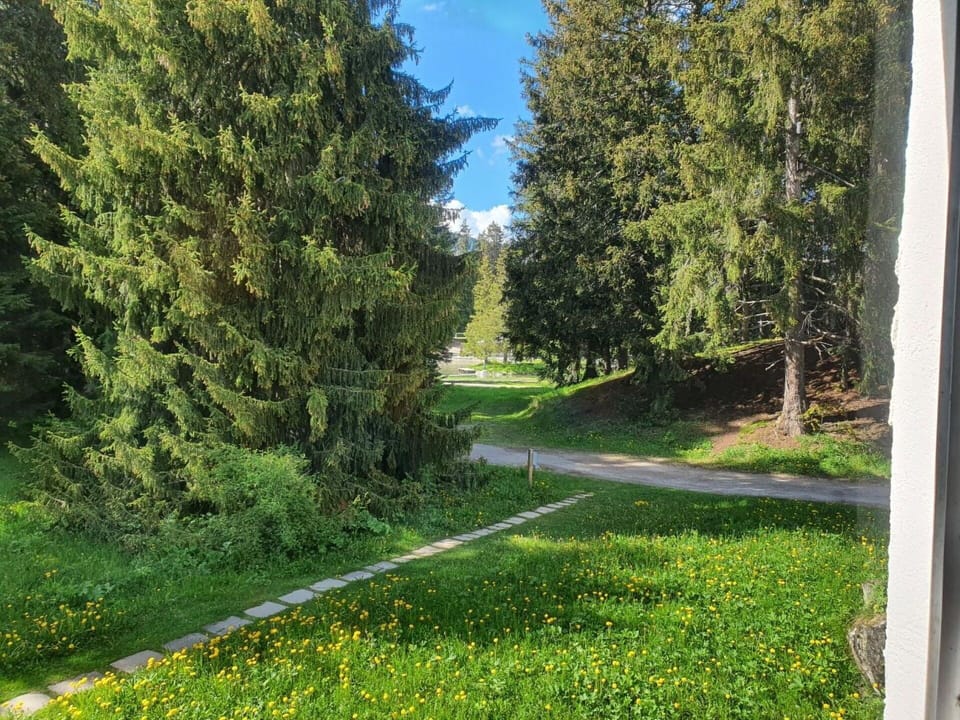 Plant, Natural Landscape, Tree, Land Lot, Road Surface, Asphalt, Shade, Evergreen, Sky, Grass