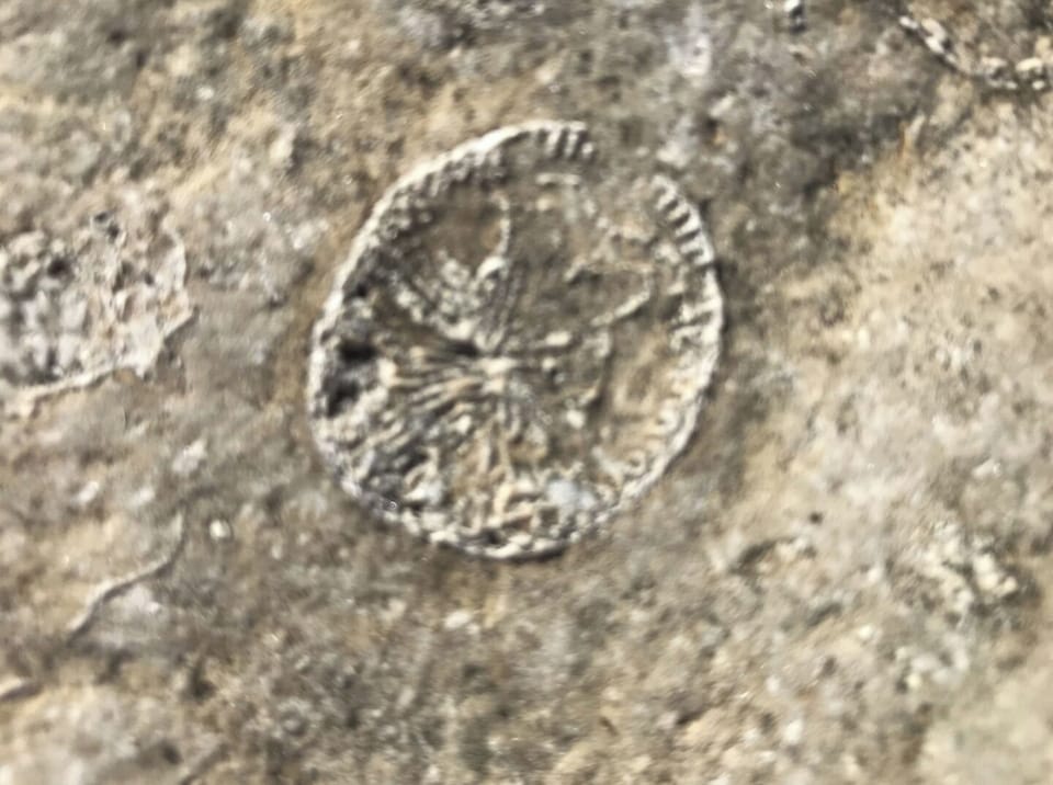 Fossil hunting is fun.