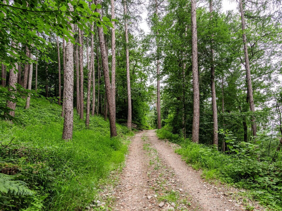Plant, Plant Community, Tree, Wood, Terrestrial Plant, Natural Landscape, Trunk, Biome, Woody Plant, Deciduous