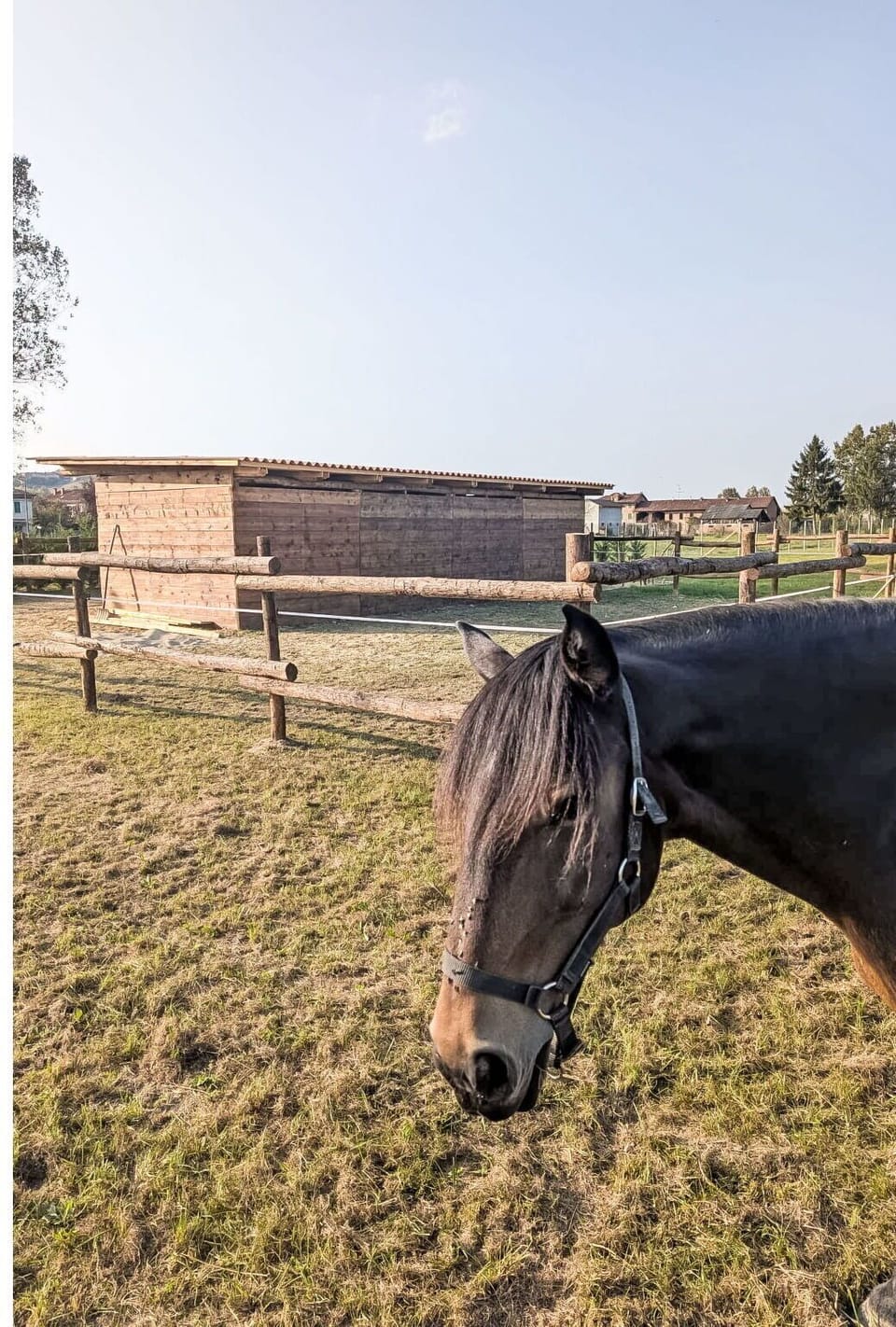 Horse, Vertebrate, Landscape, Pasture, Fence, Livestock