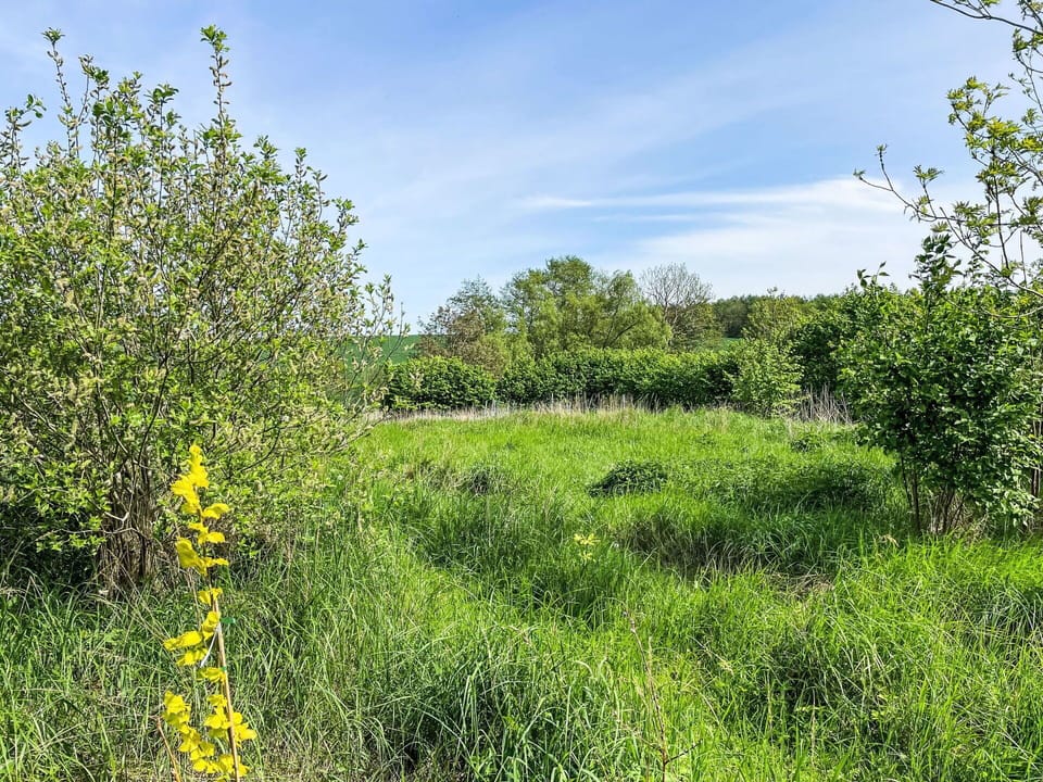 Plant, Sky, Cloud, Natural Landscape, Land Lot, Grass, Woody Plant, Grassland, Shrub, Groundcover