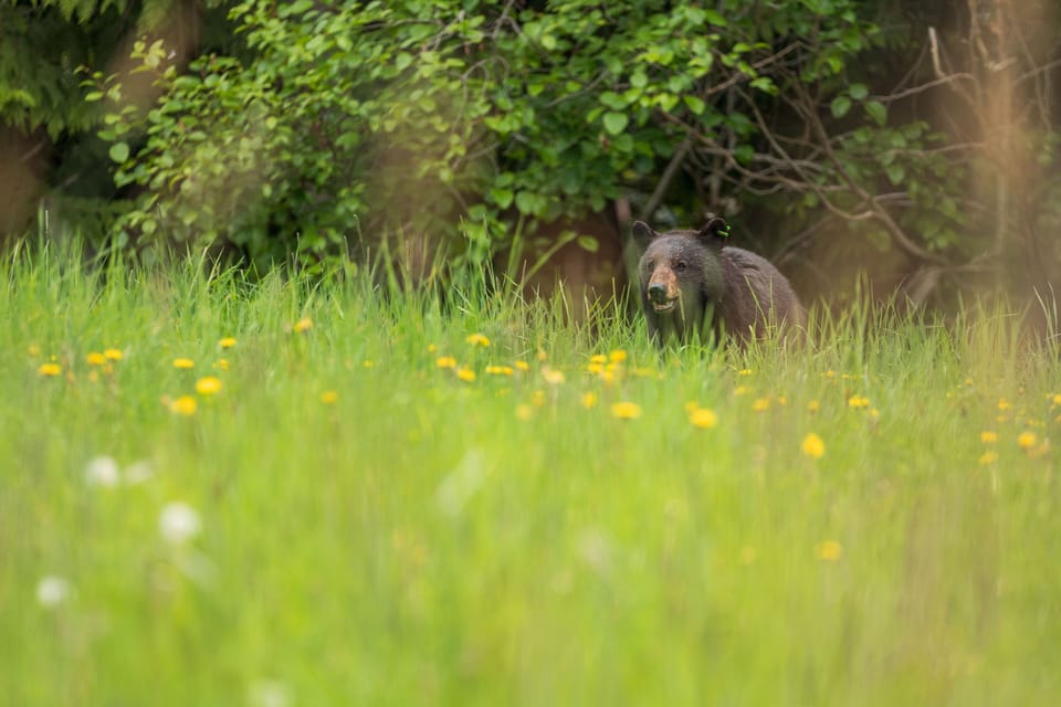 Spot wildlife in the lush summer surroundings.