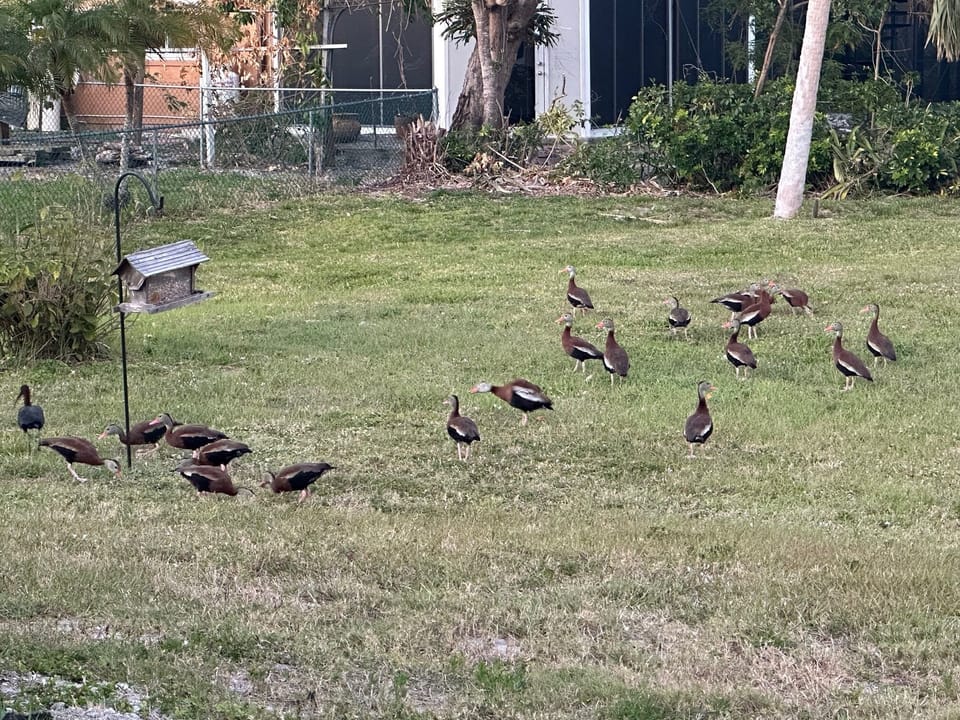 Birds feeding time