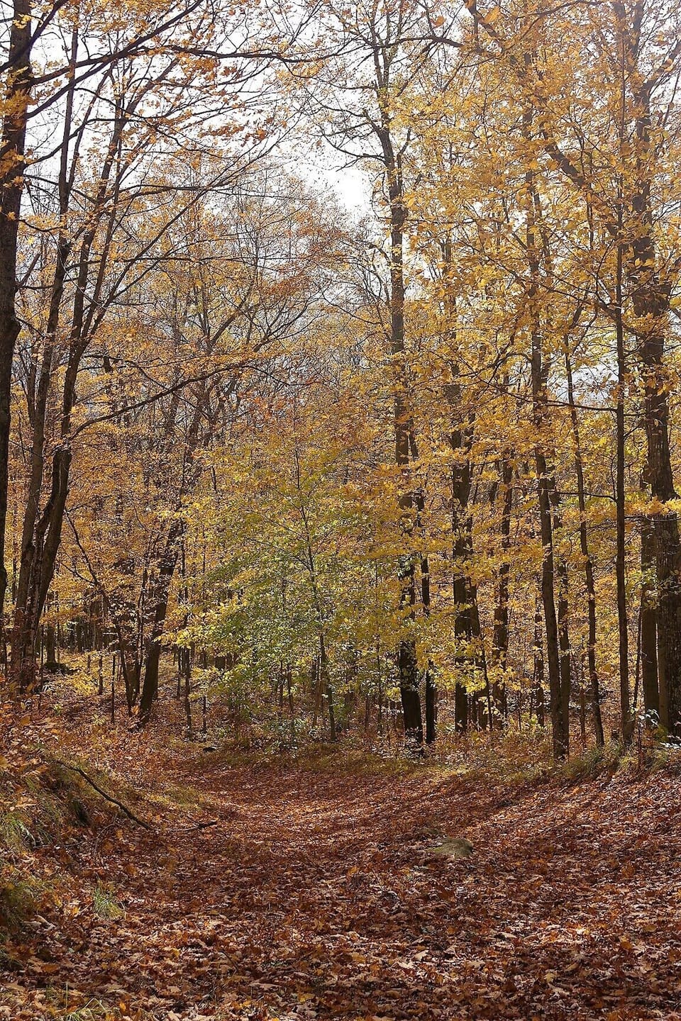Experience the gorgeous fall colours