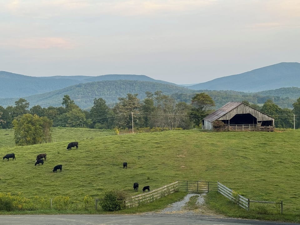 our picturesque view of mountains, an old barn and a field of cows!