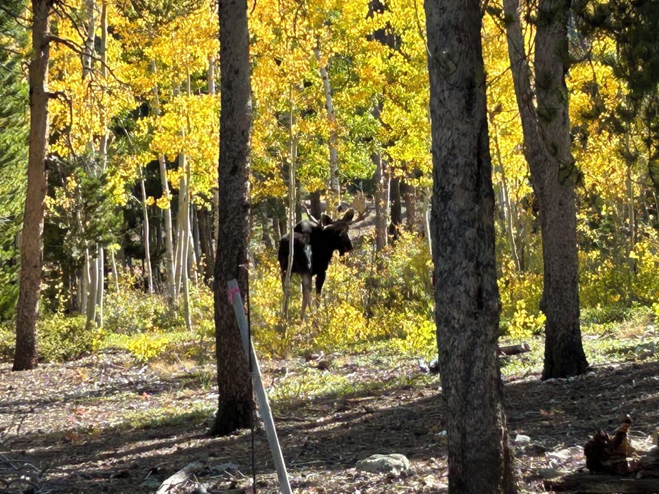 One of the locals passing by while enjoying coffee on the front porch