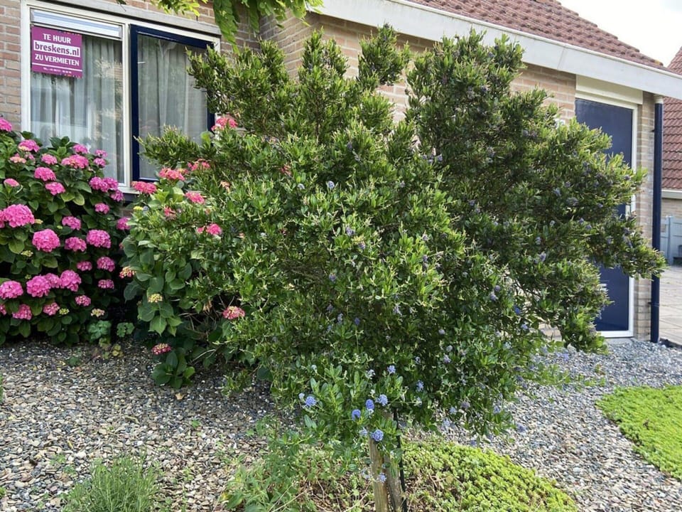 House | Garden