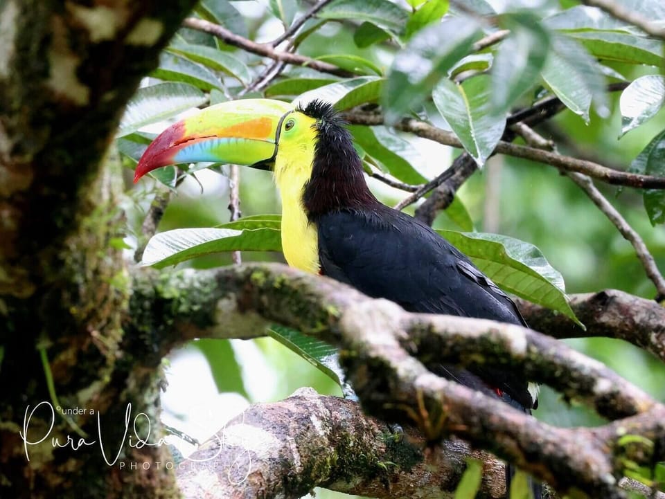 Tucans by the dozens in the trees.