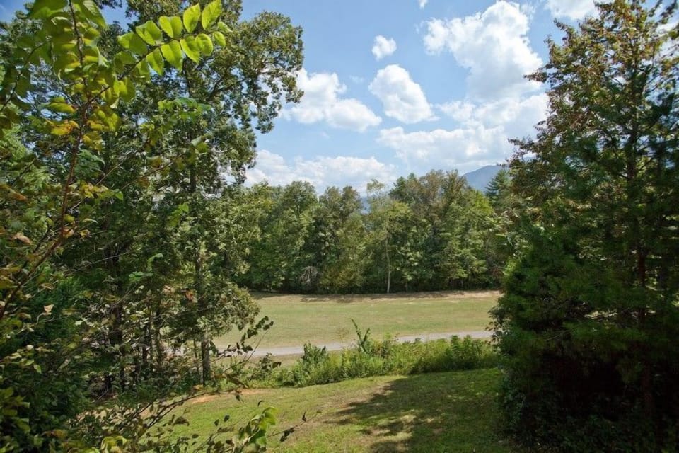 Black Bear View